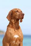 VIZSLA poil court 015